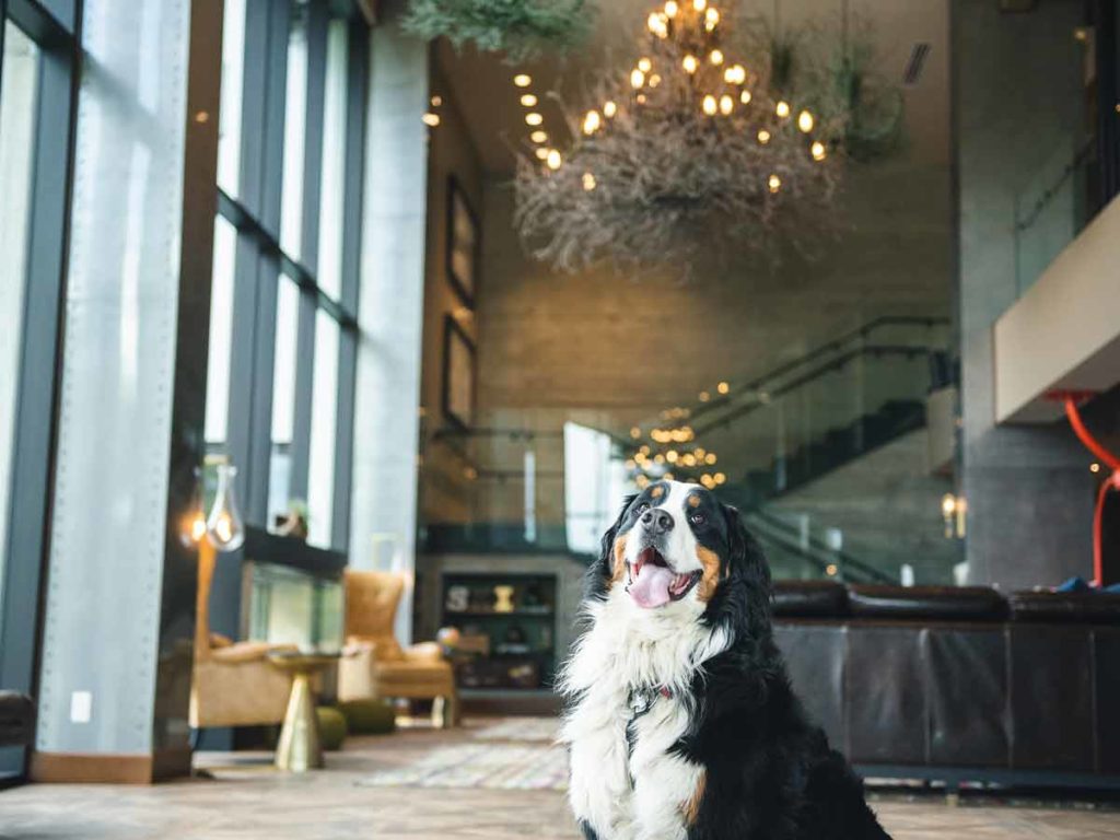 Dog in the lobby at The Josie Hotel.