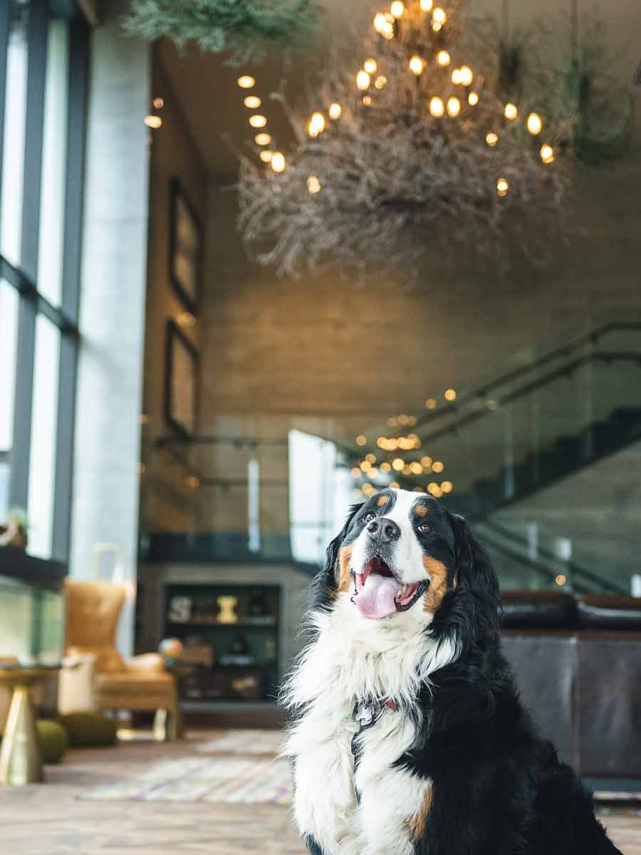 Dog in the lobby at The Josie Hotel.